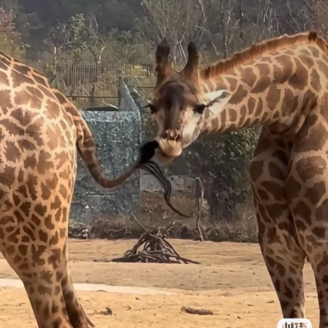 妙脆角