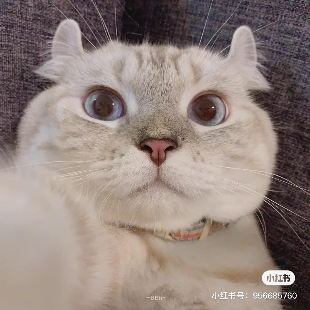 来碗豆腐司机