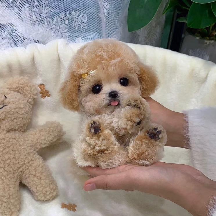 🐻萌宝