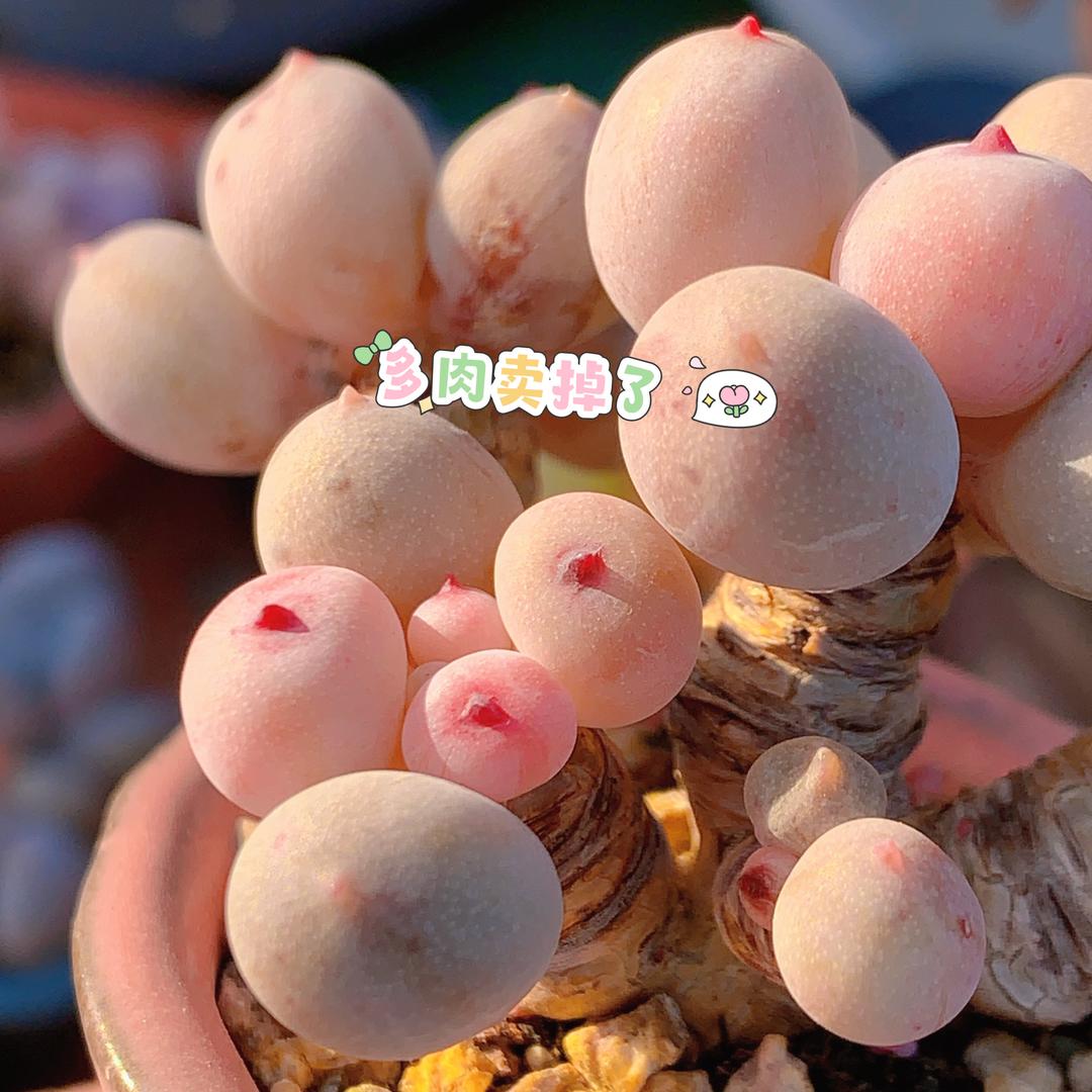多肉卖掉了