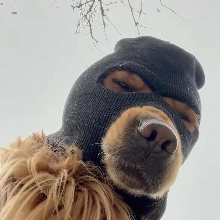 王多鱼@
