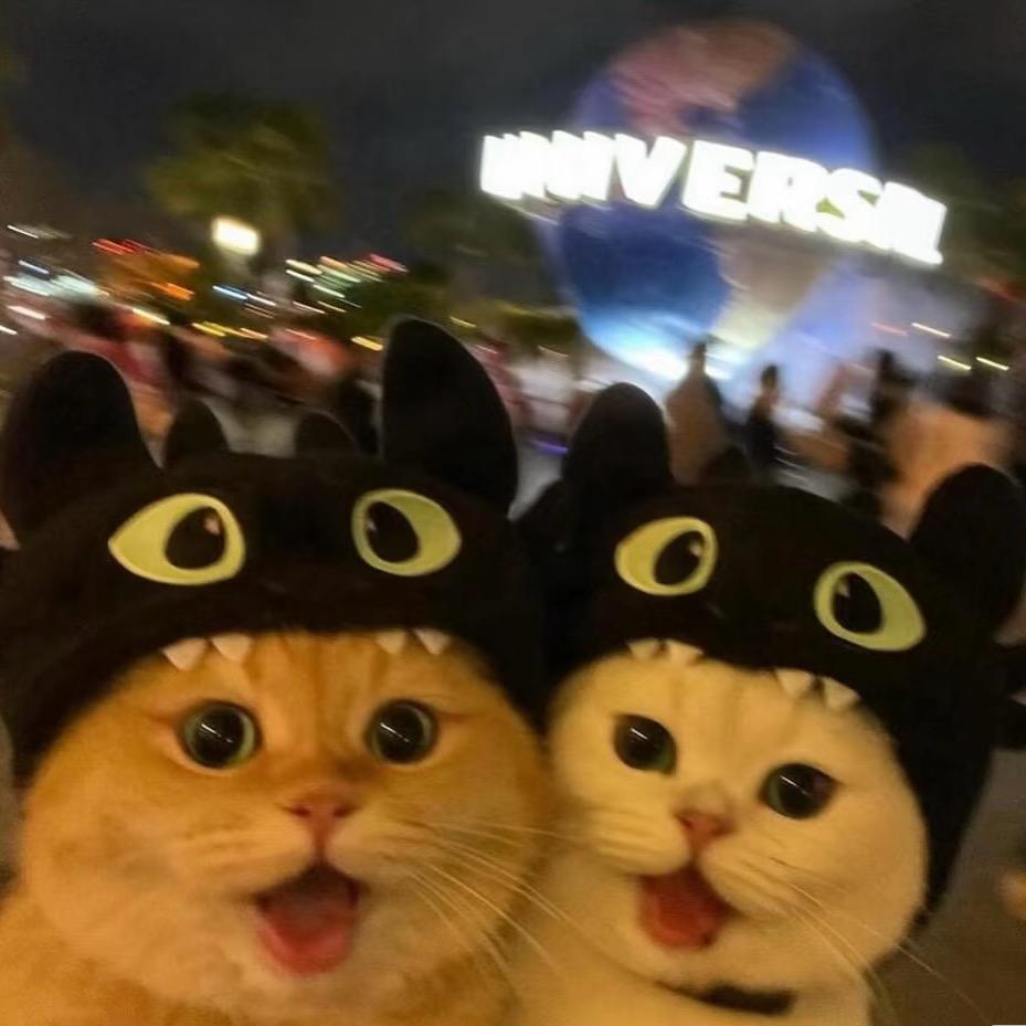 谢东东的猫咪日记