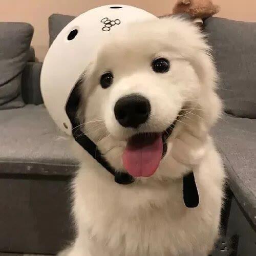 娃哈哈