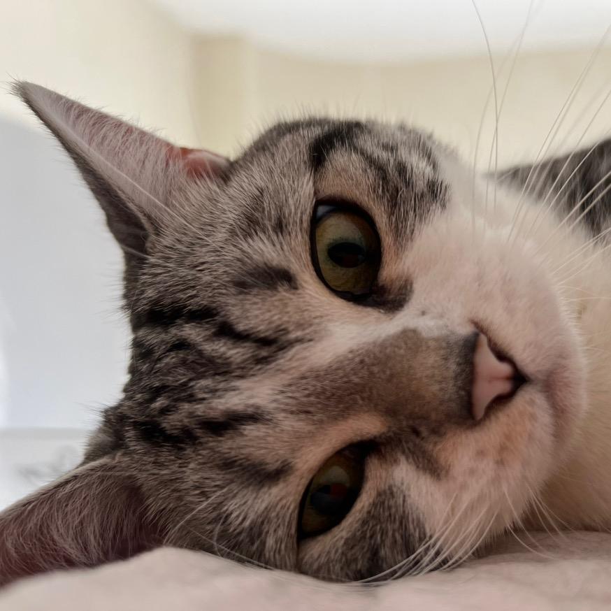 奥利奥🐱