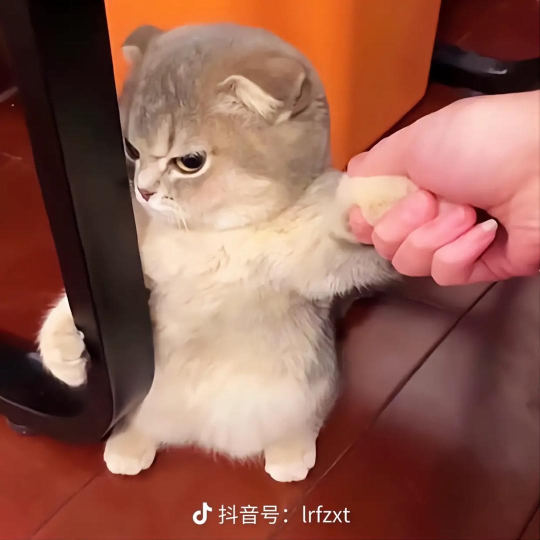 酷酷一个粉北笔