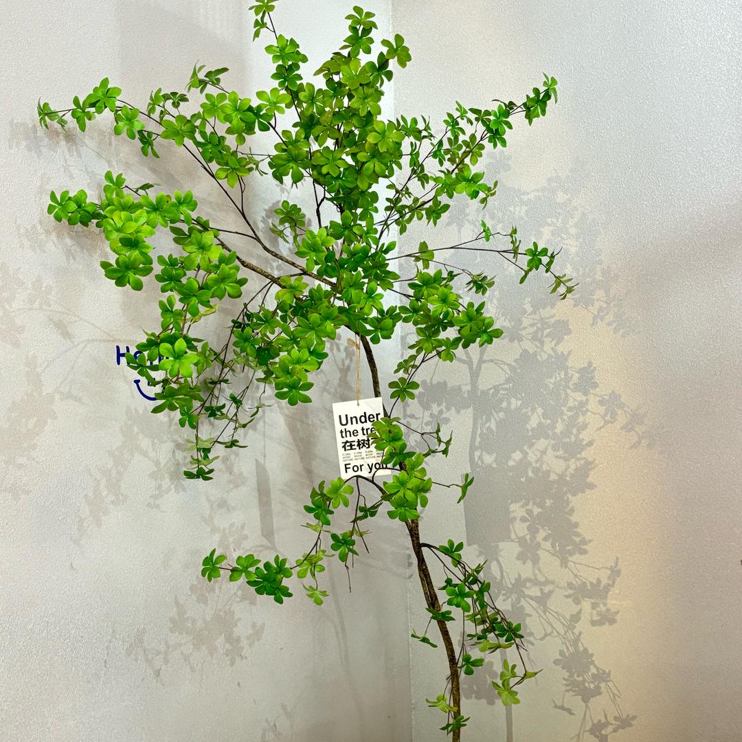 执念🌱