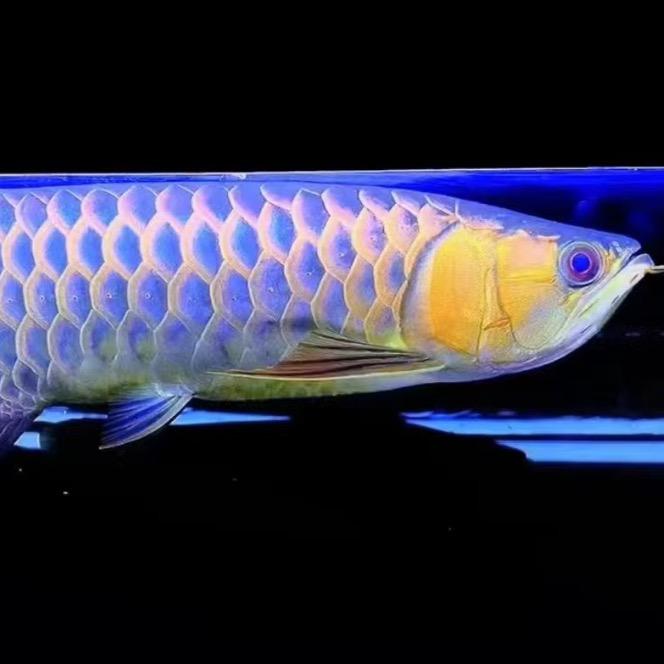 洋旺佳水族贸易