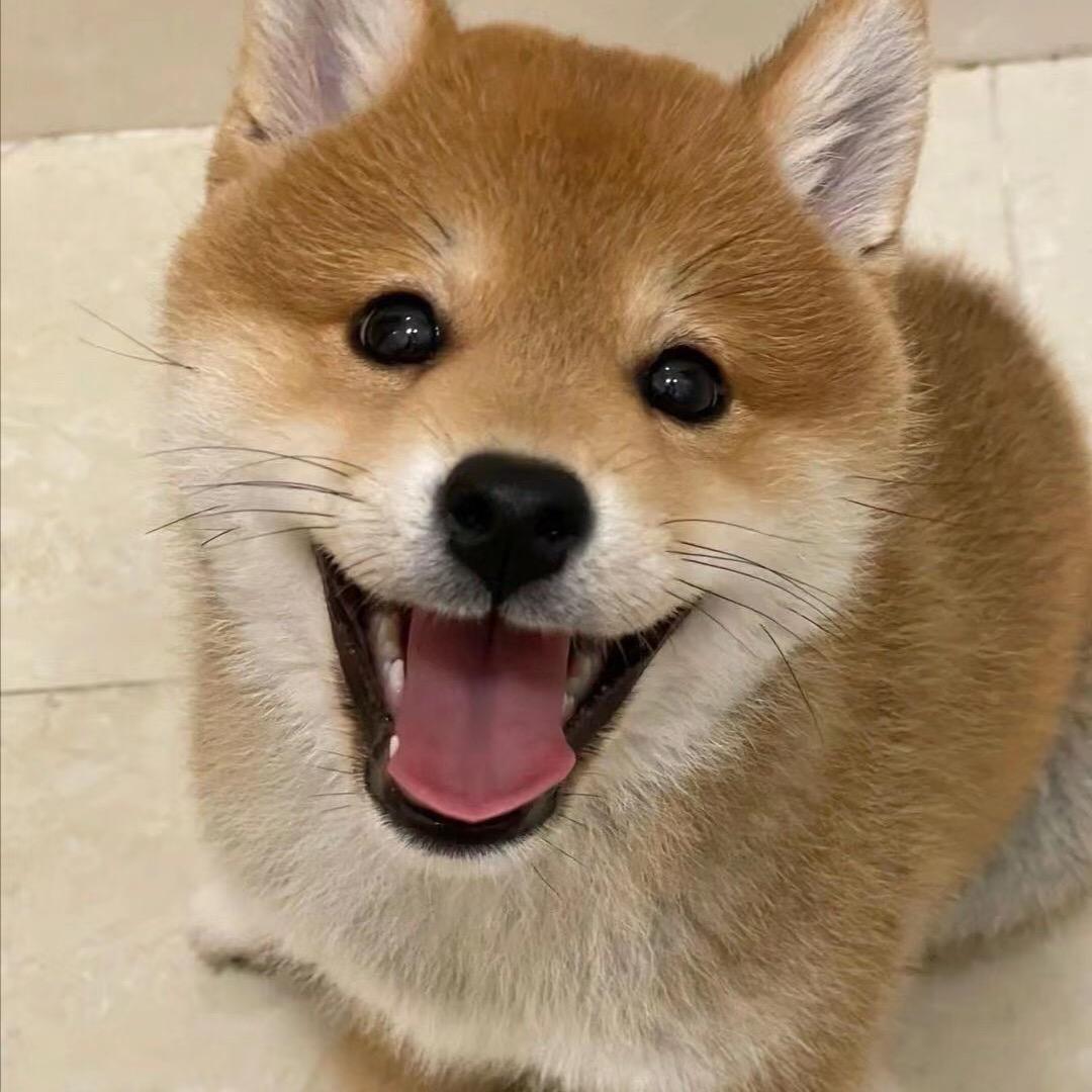 柴柴柴犬（买🐶私聊）