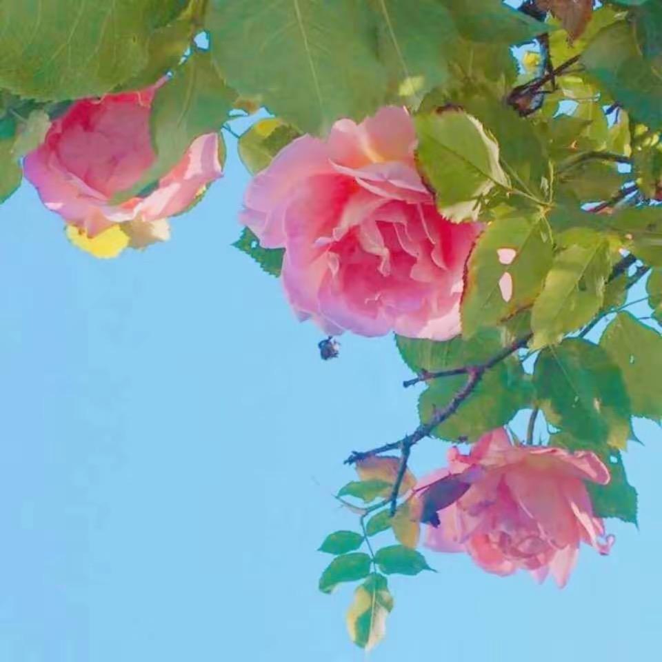 百鸟朝凤