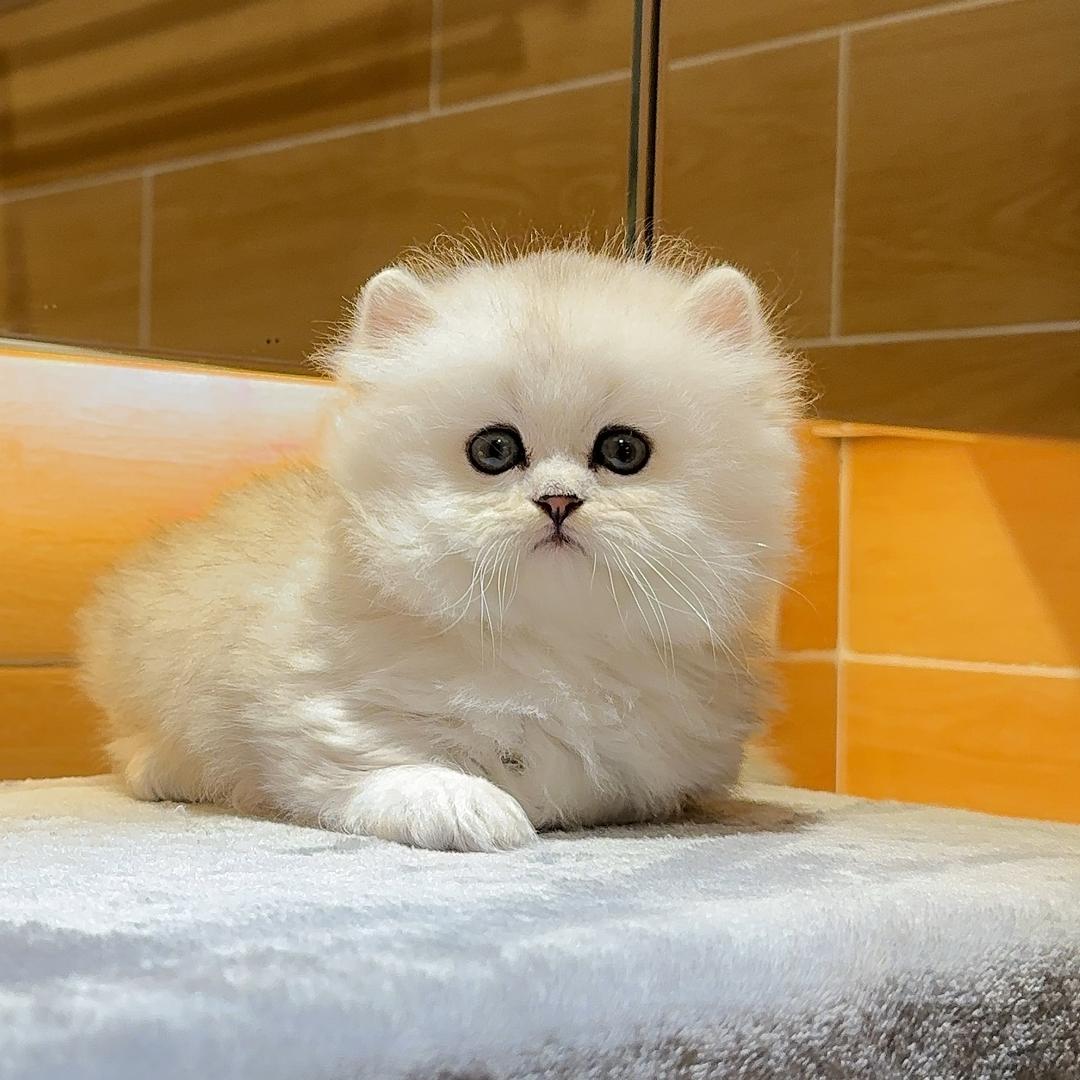 二胎猫舍·甜妹矮脚猫hh