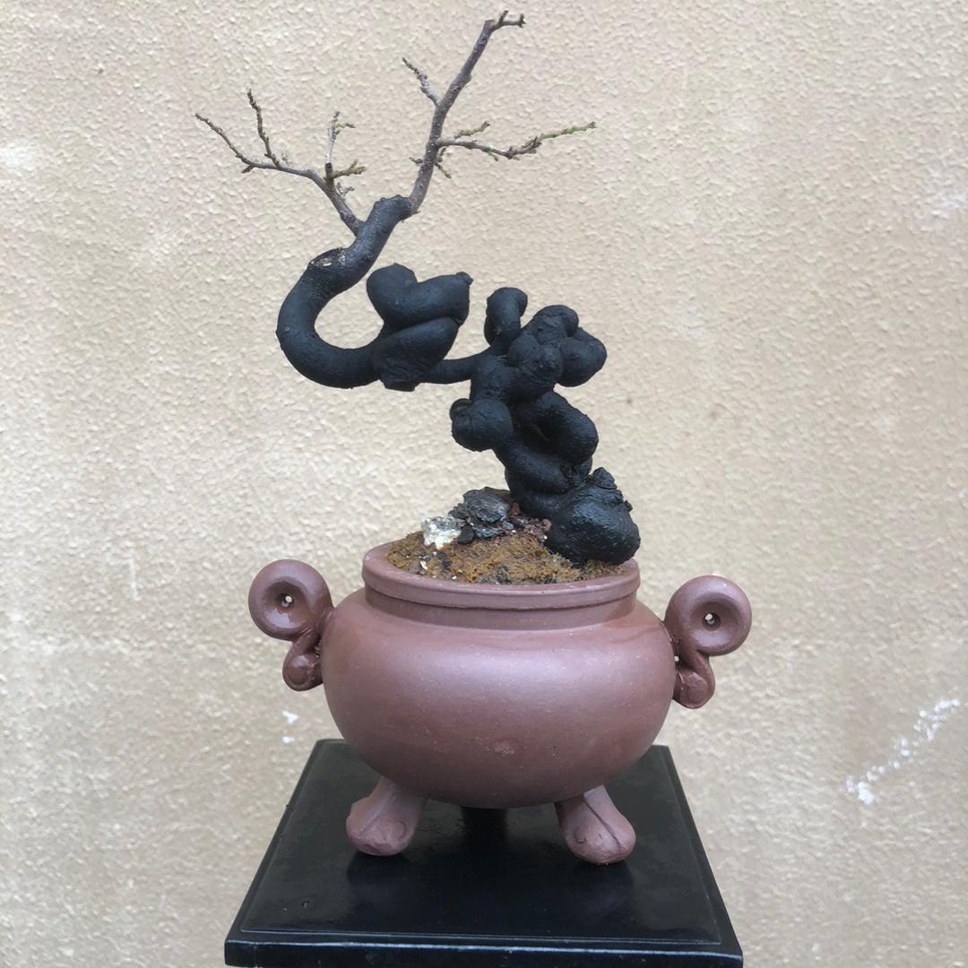 （书香门第）盆景艺术