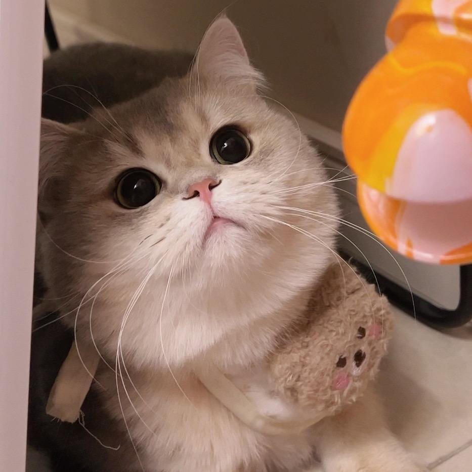 猪咪