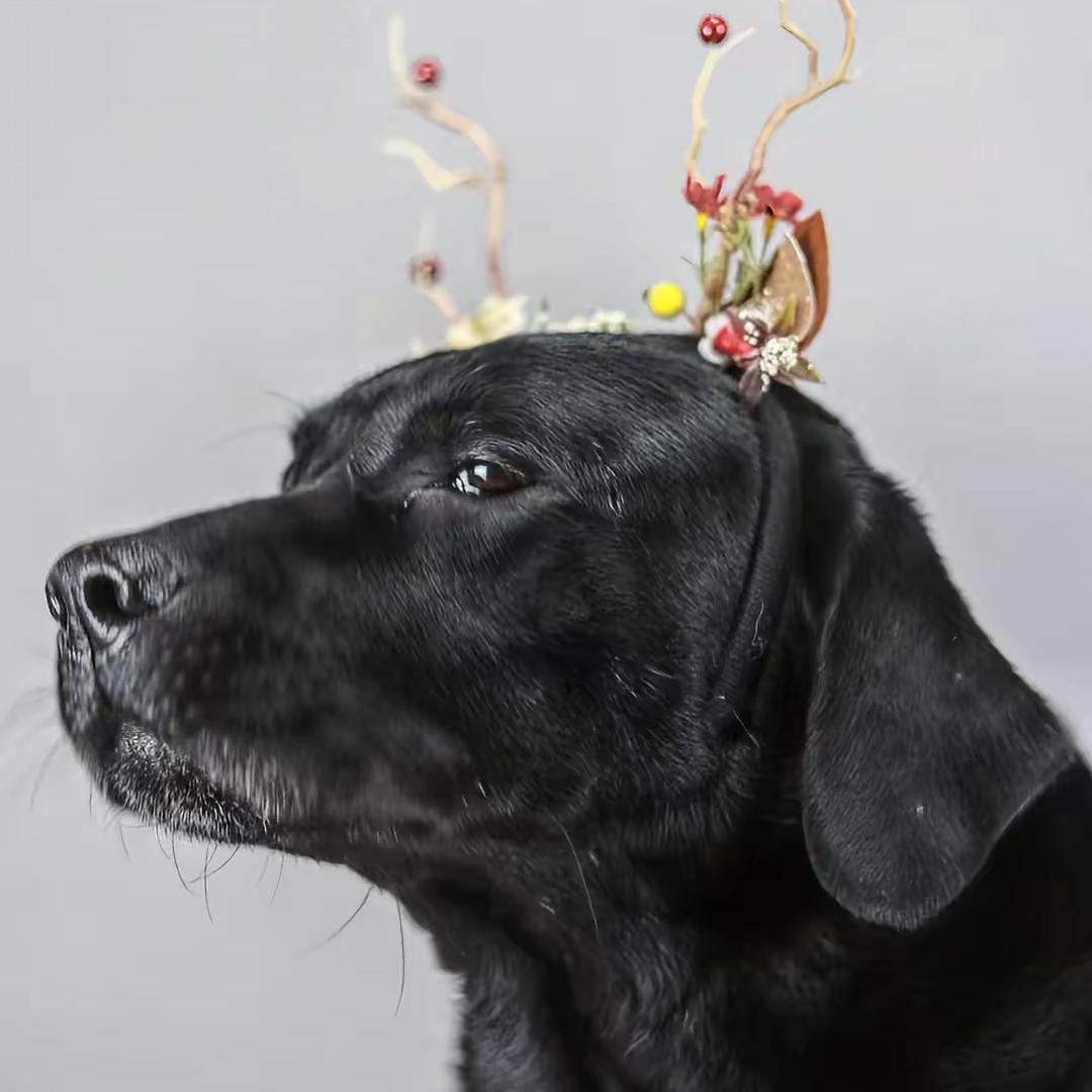 大白不太白🐕‍🦺