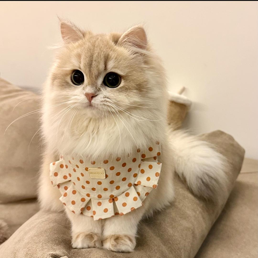 赵式猫业（全国猫源头）