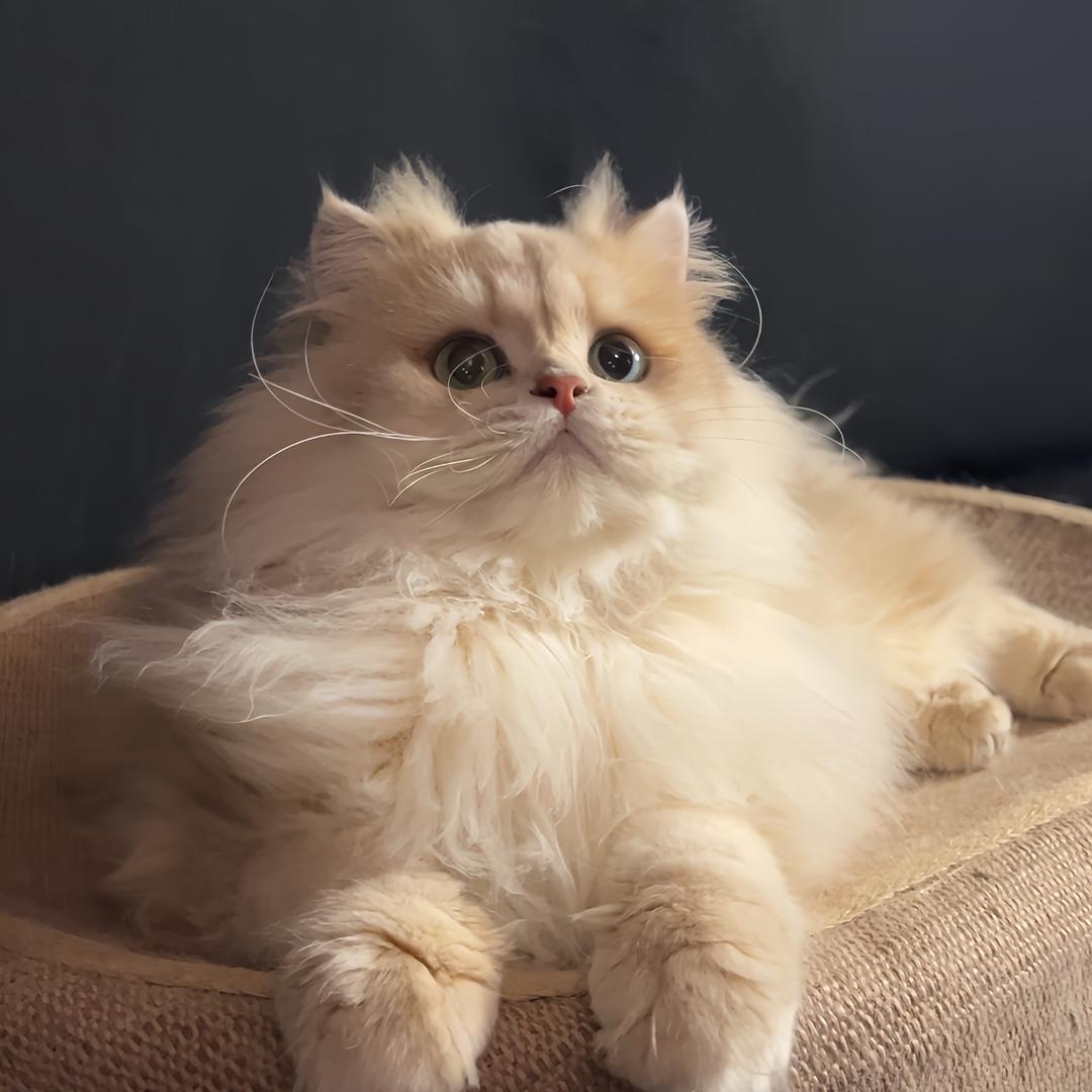 Naomi  | 稀有色渐层猫舍🐈