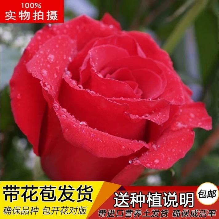 郎思特园艺专营店