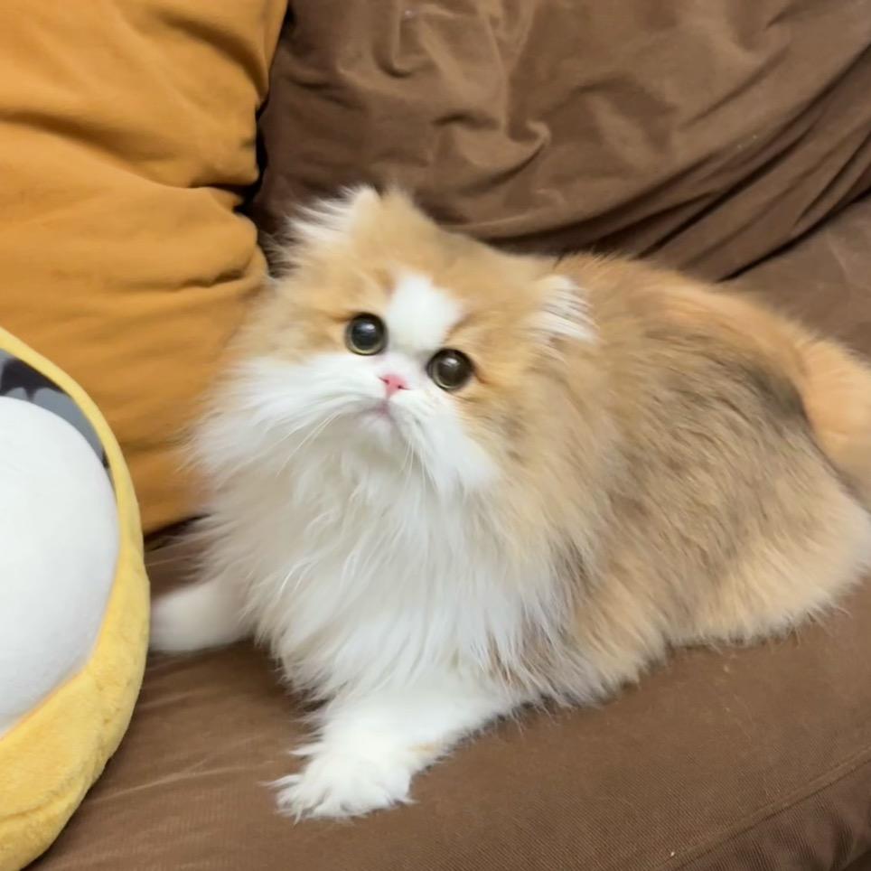 金白矮脚猫