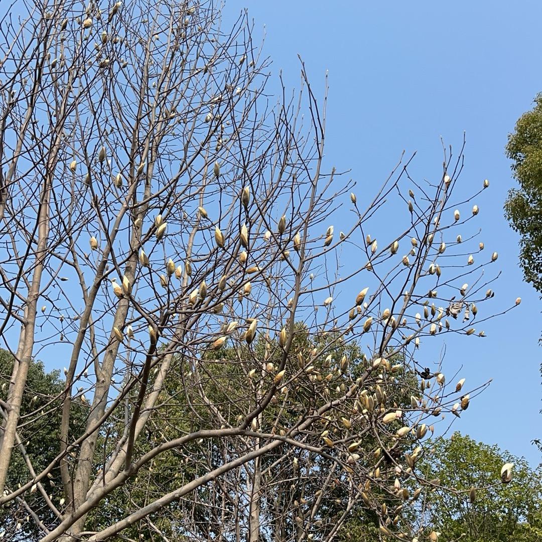 夏米