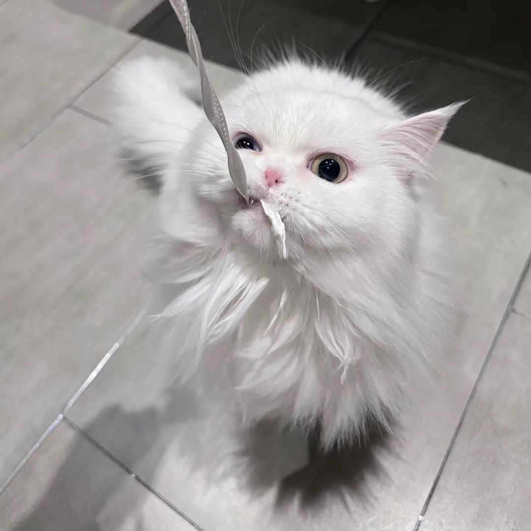 小羊不是羊