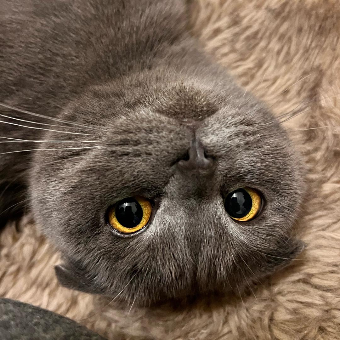 Neo