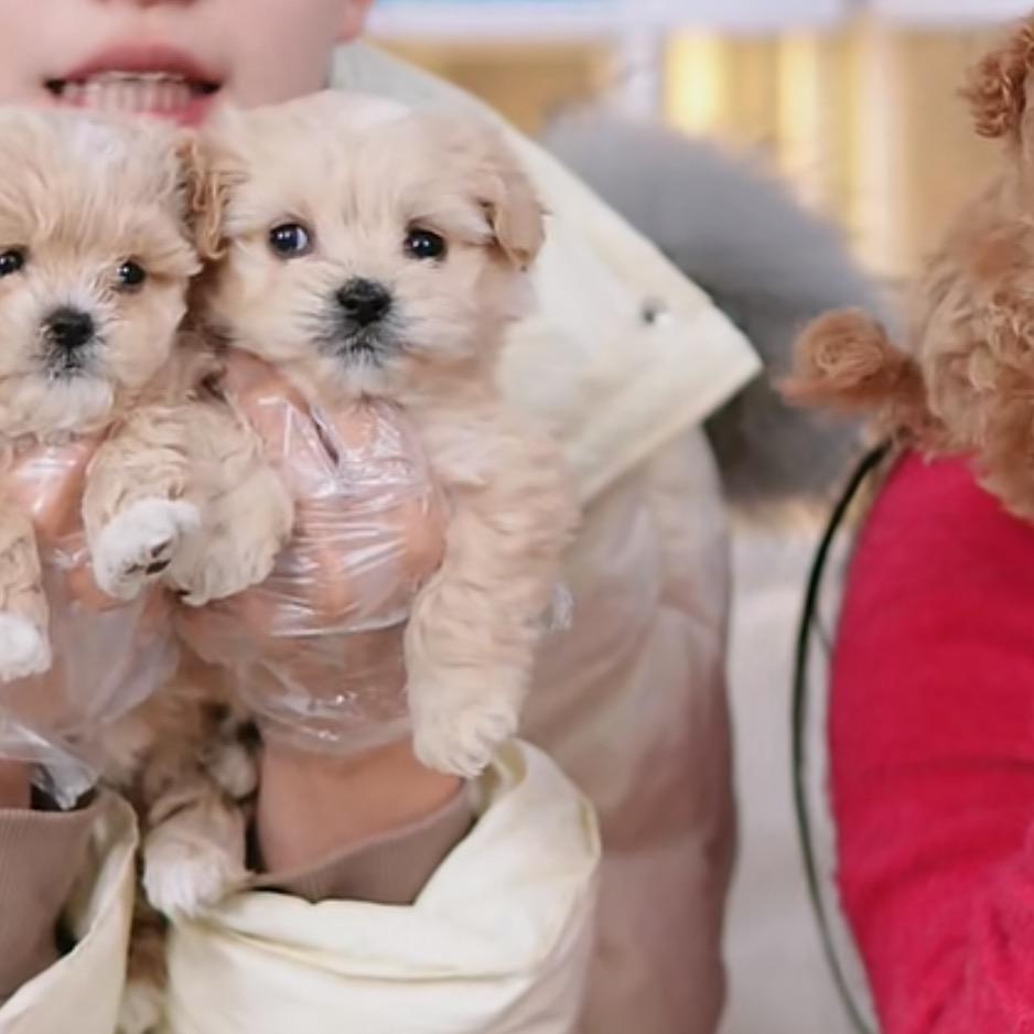 小音串串狗（助理）