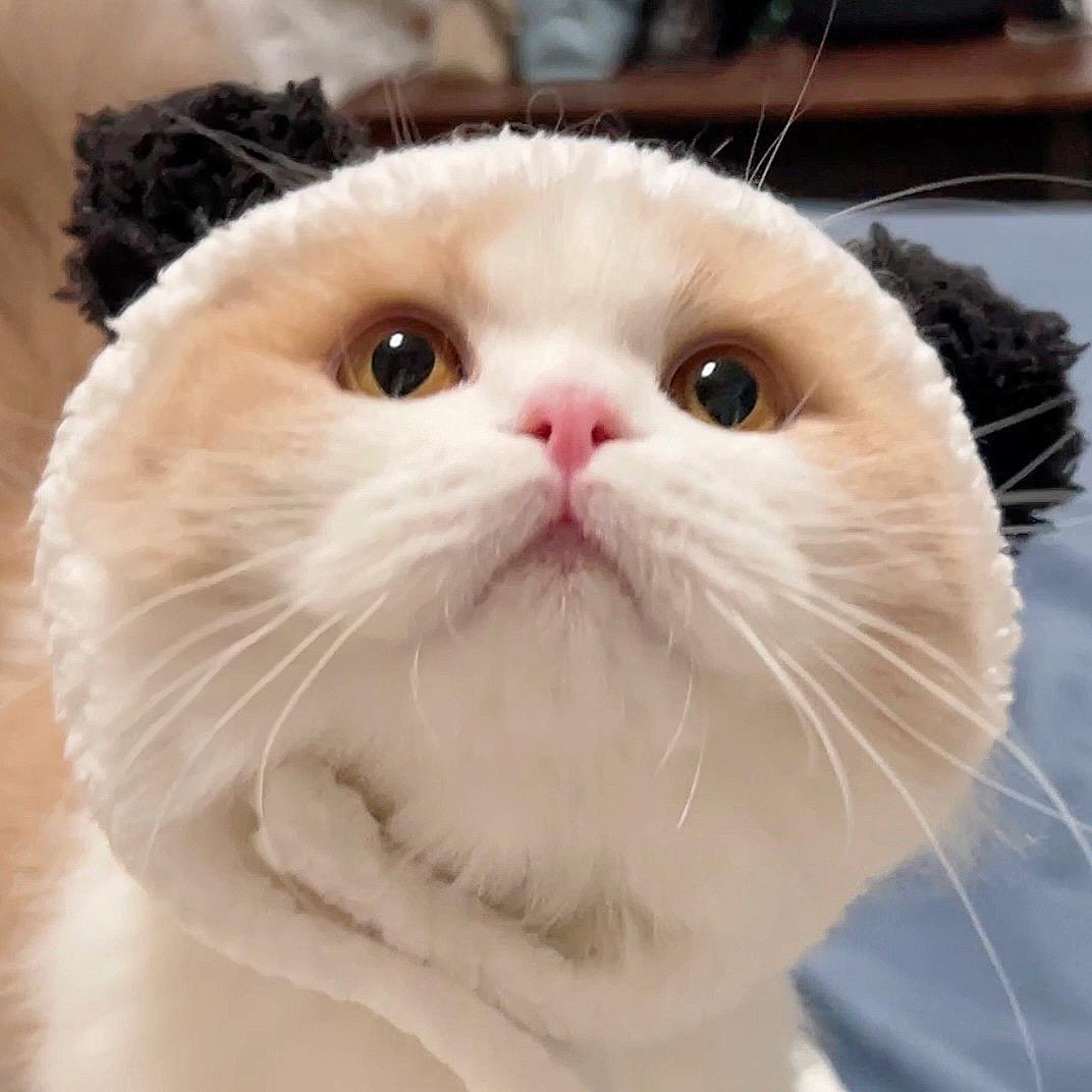 ฅ⃛芝士球家的猫ฅ⃛头像