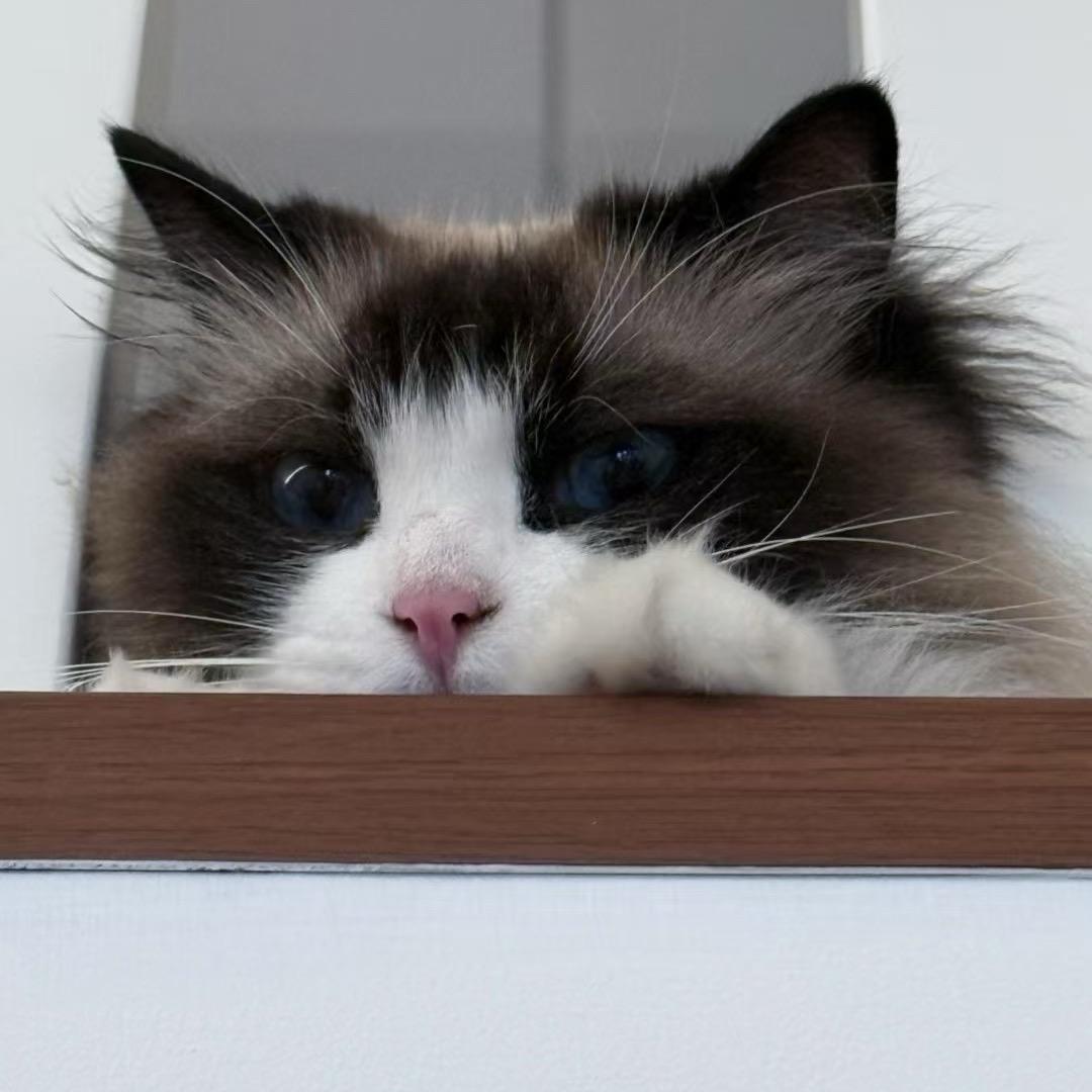 养猫的探哥