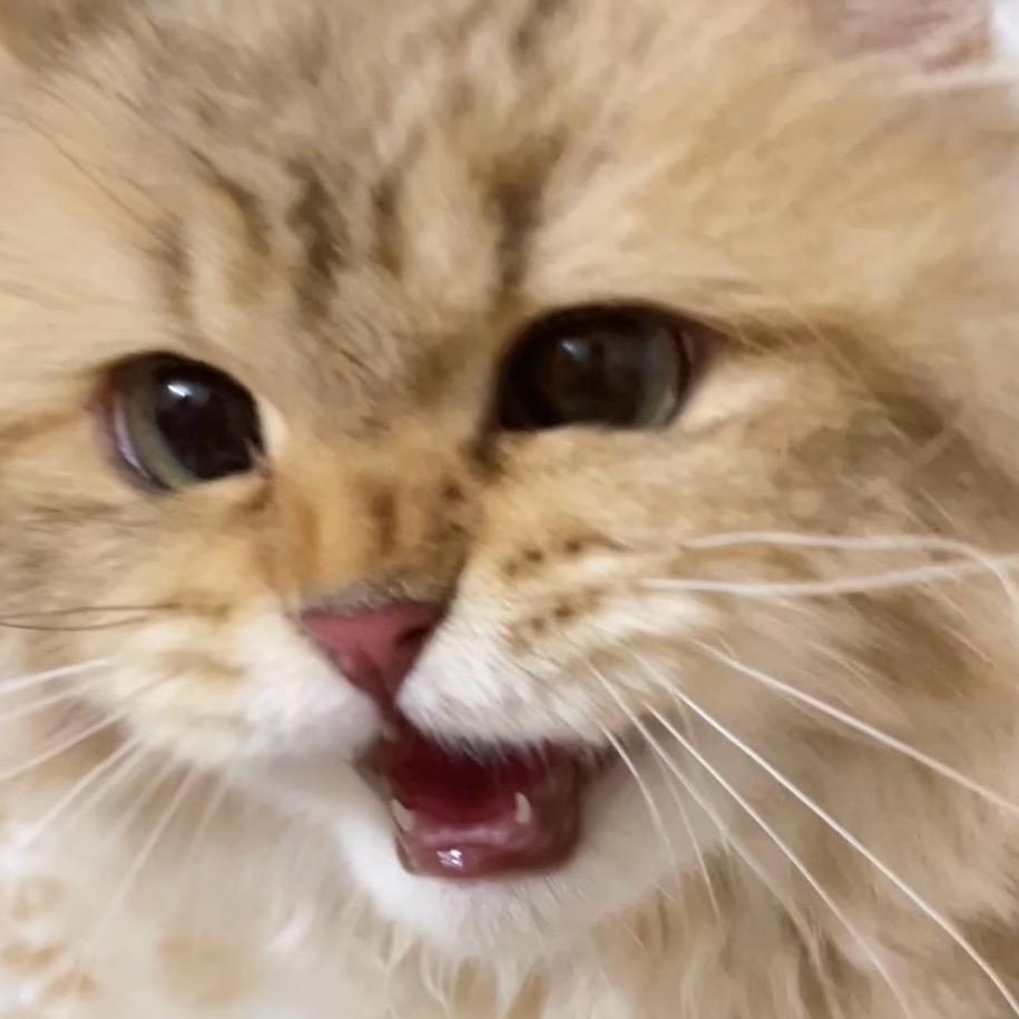 桉安是只小老虎