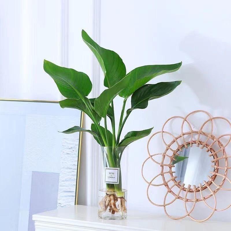 绿意悠然绿植店