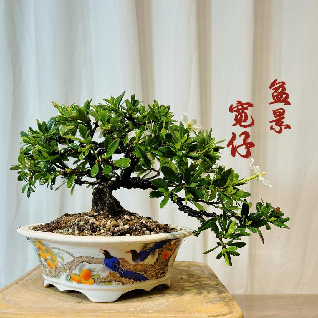 宽仔盆景