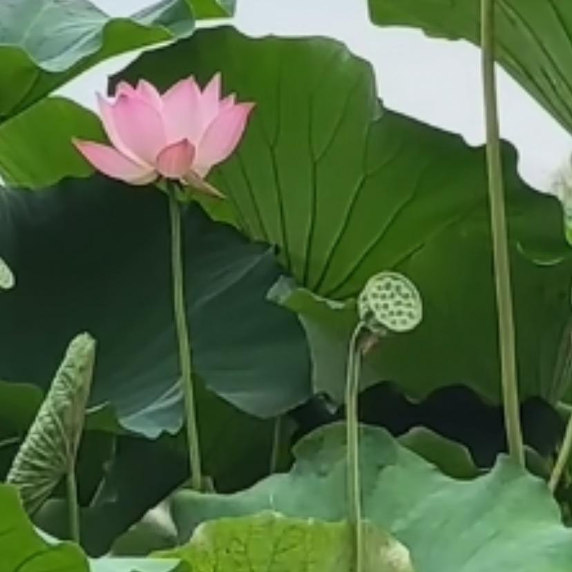 🪷清浅🪷