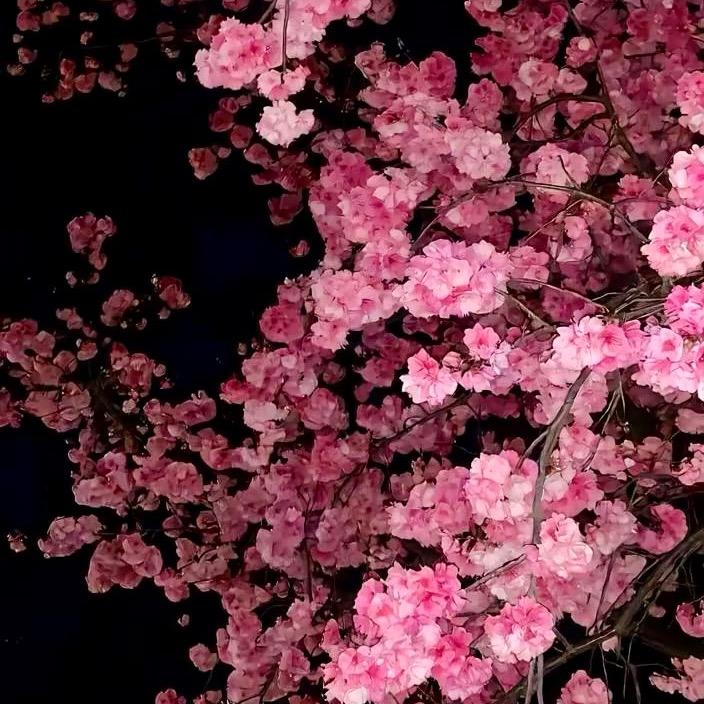 不一样的烟花🧨