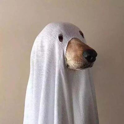 狗子玩游戏