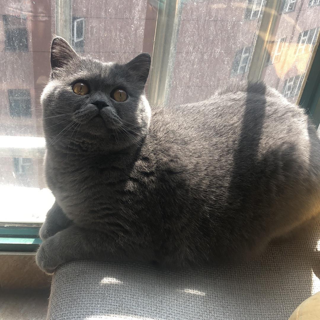 呆猫爱吃肉