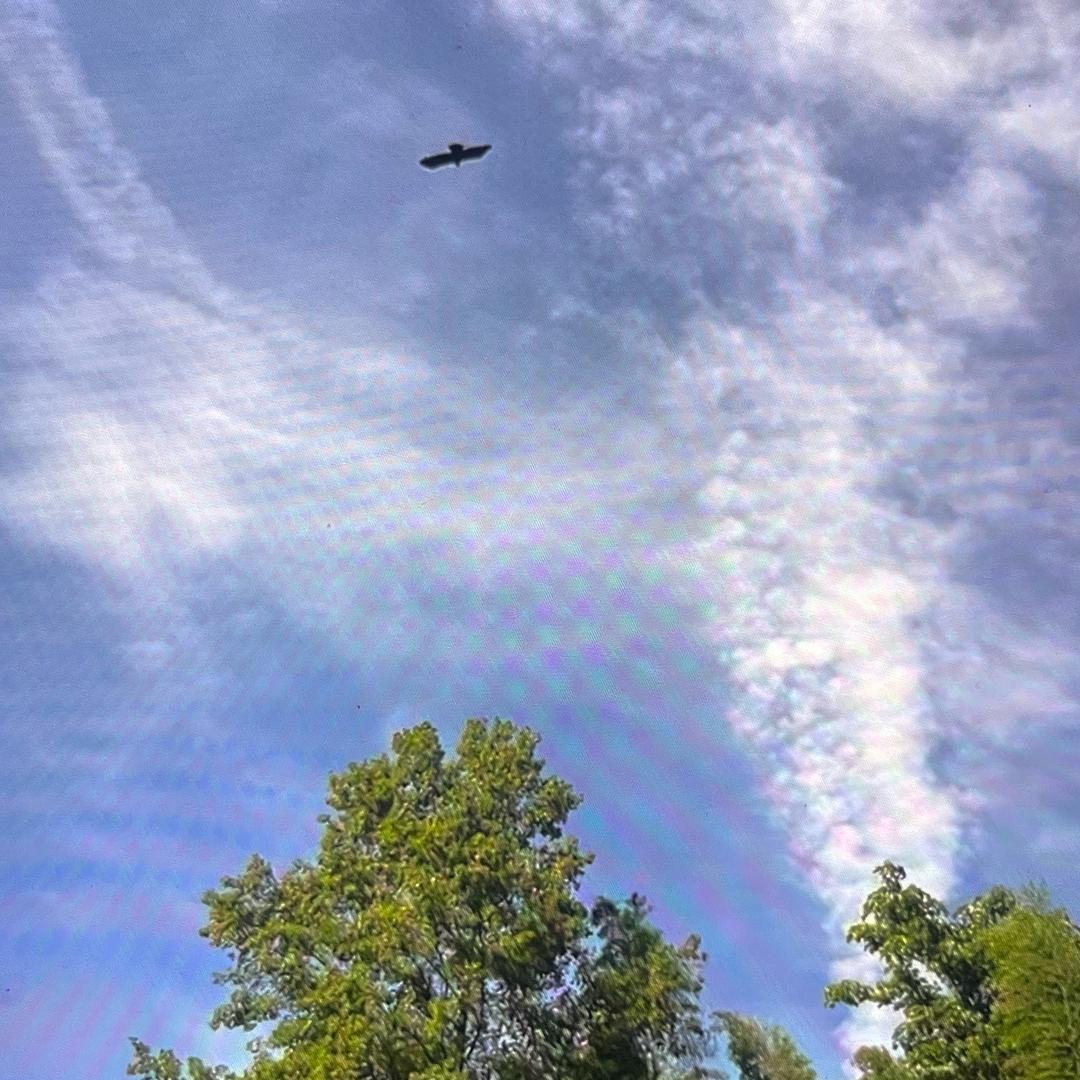 共享竹林鸡舍农场主🧑‍🌾