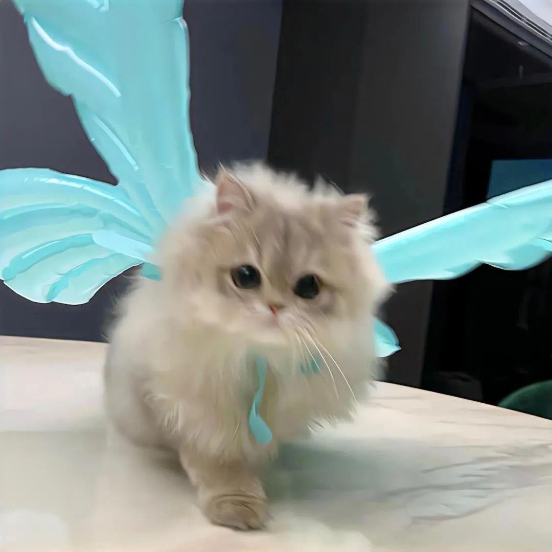 蛋蛋