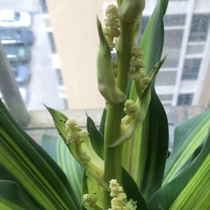 旭日东升