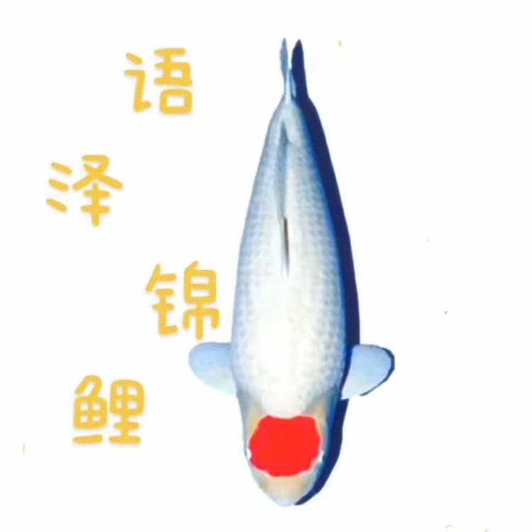 语泽（锦鲤，玉鲭）观赏鱼