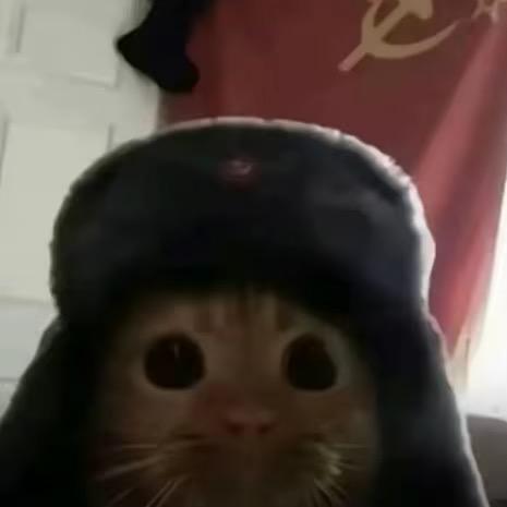 猫小喵