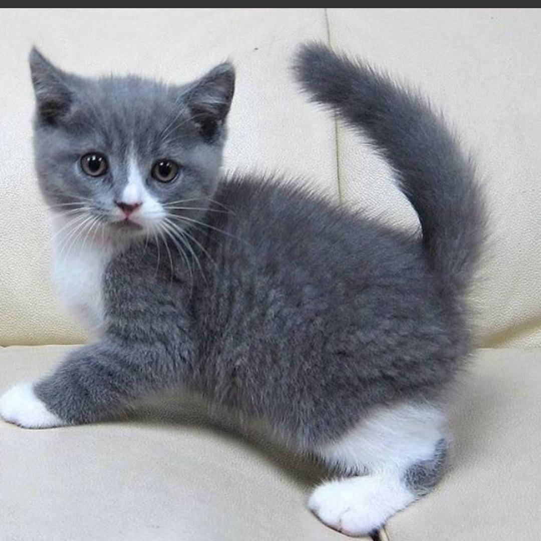 🍒 傑傲吥馴 🍒