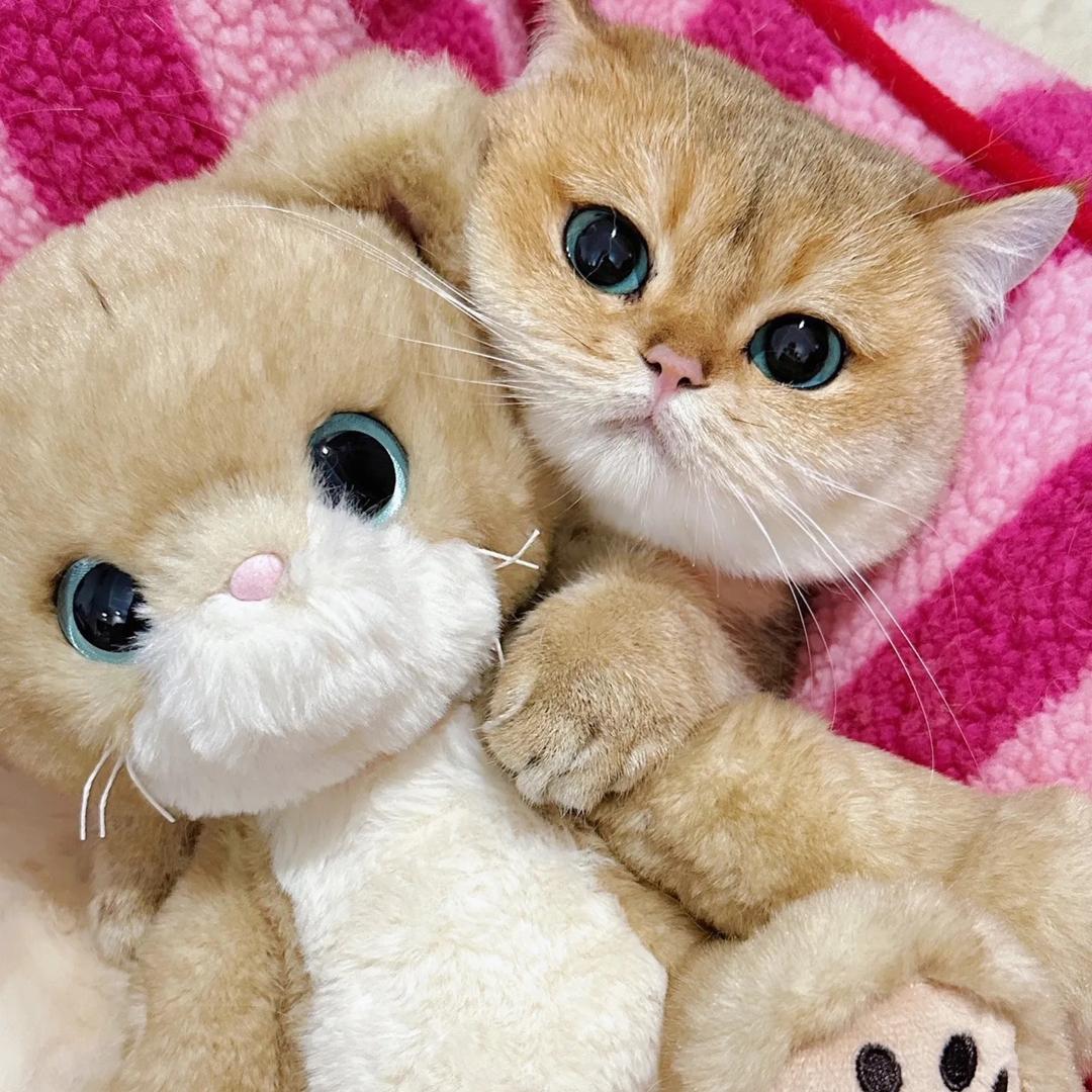 利利猫咪领养中心