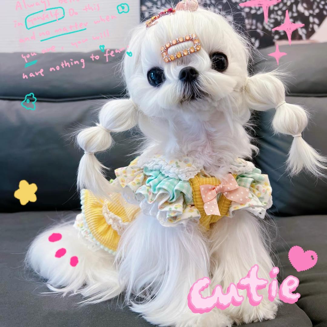 三只小宠宠物店官方号