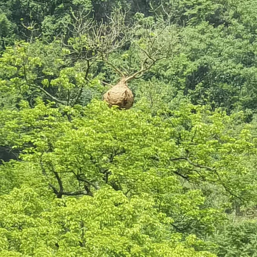 林蜂
