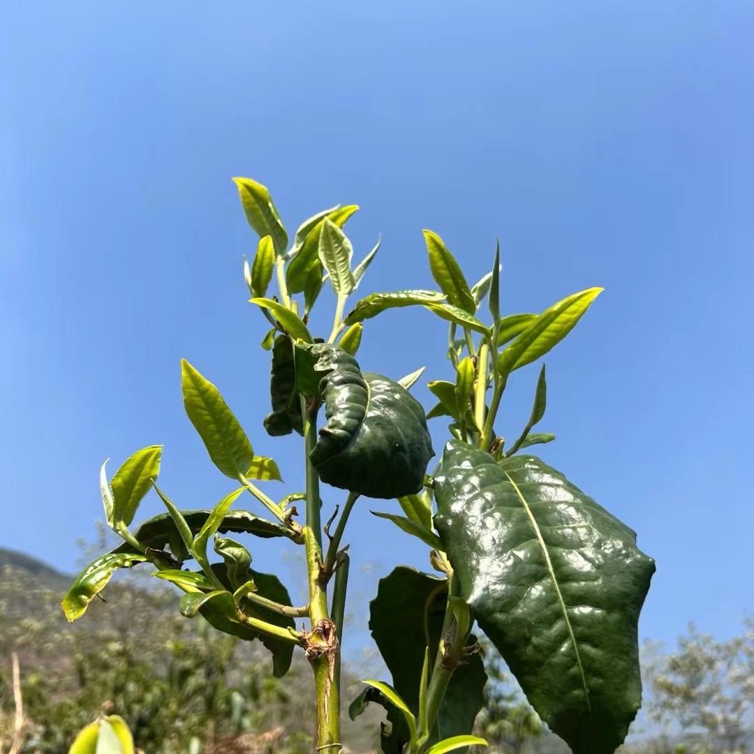 源头茶农（费二哥）的茶