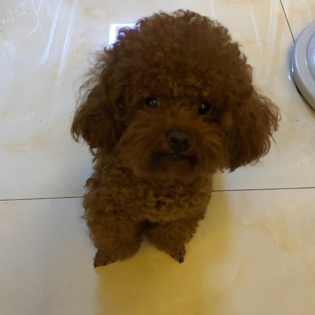 王妞妞🐶