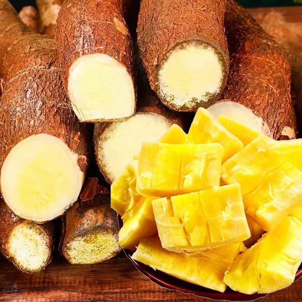 寨农黄肉木薯优选