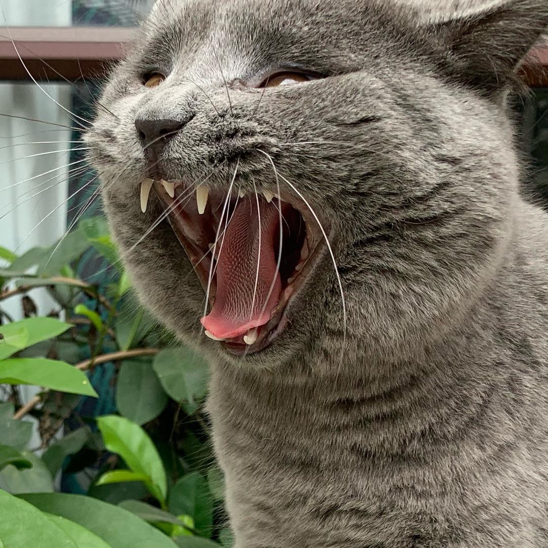 我的好大儿