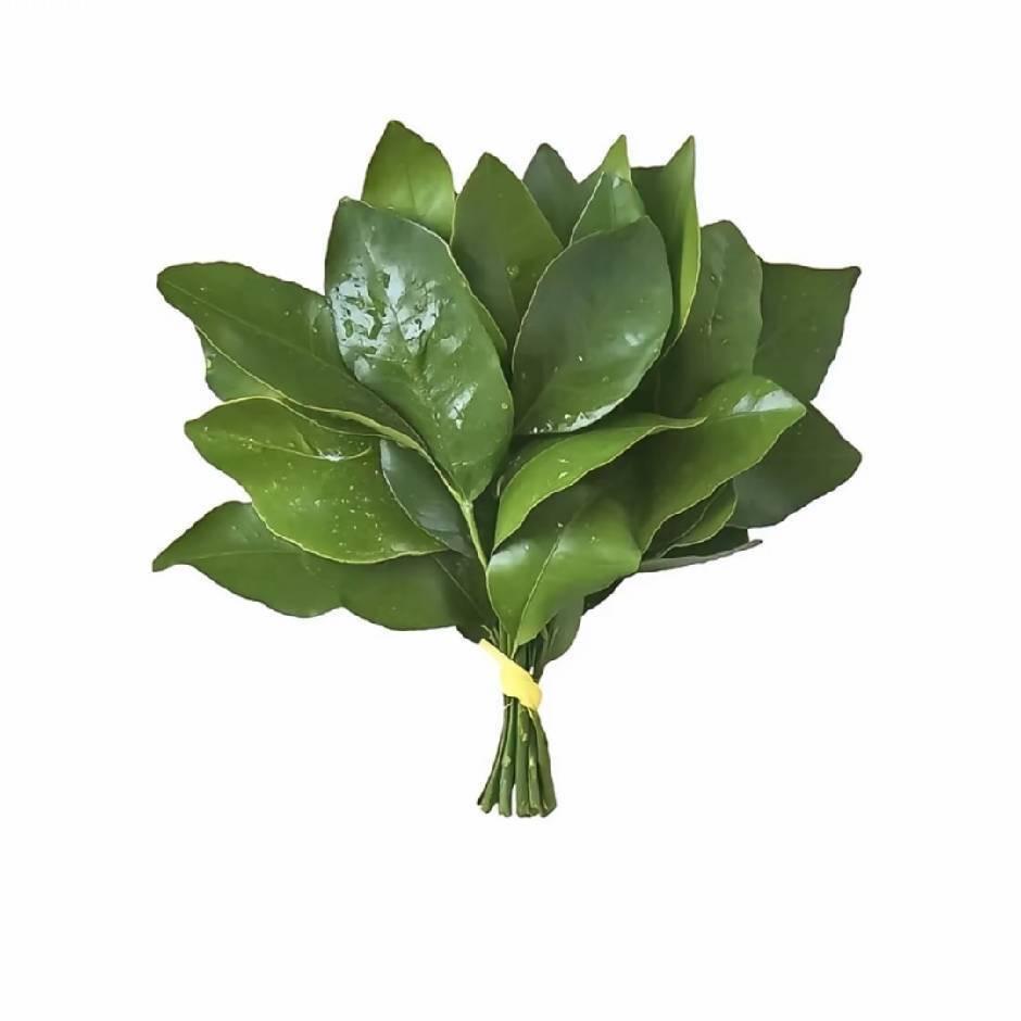 桦璃.