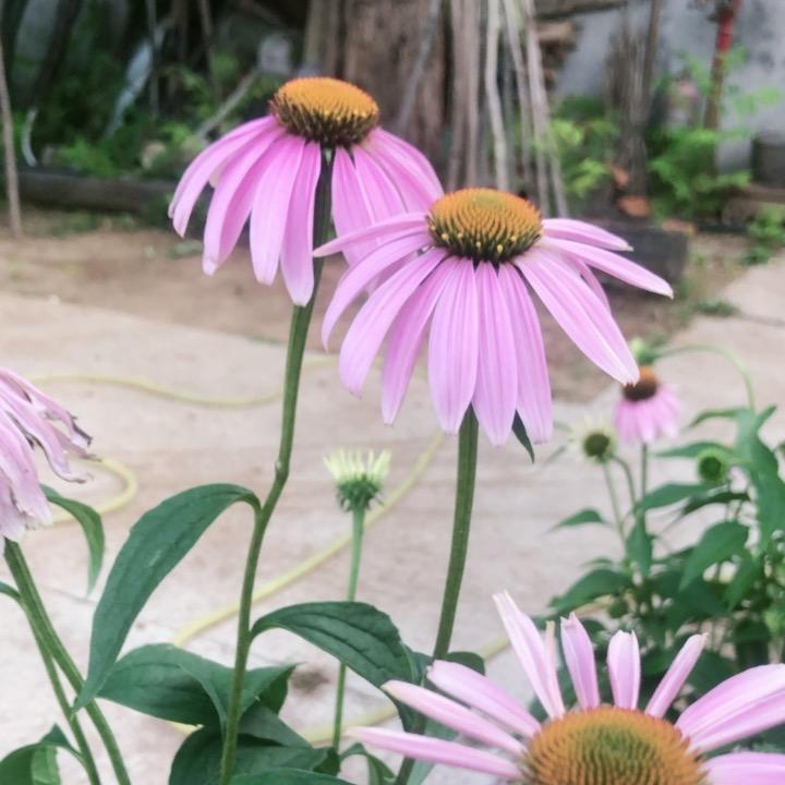 花落知多少