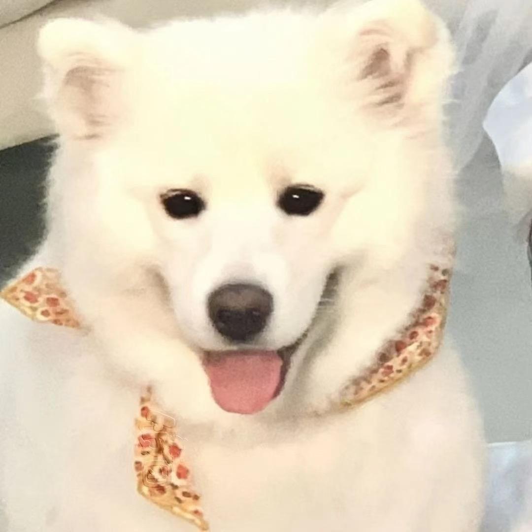 🌈皮皮真无语🌸